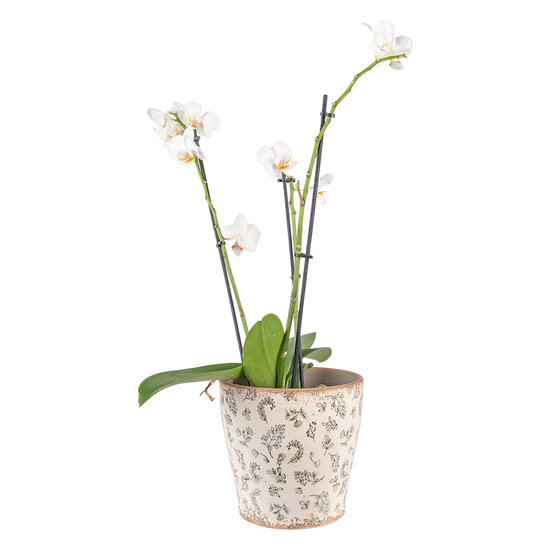 Clayre & Eef | Bloempot Binnen Groen, Beige ø 17x16 cm | 6CE1545L