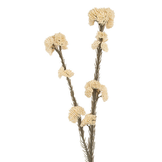 Clayre & Eef | Decoratie tak met bloemen Wit Groen 6x6x58 cm | 6PL0399W