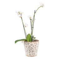 Clayre & Eef | Bloempot Binnen Groen, Beige ø 17x16 cm | 6CE1545L