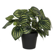 Clayre & Eef | Kunstbloem Groen 24x24x25 cm | 6PL0217
