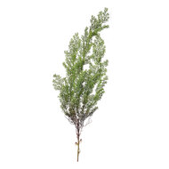 Clayre & Eef | Decoratie Cipres tak Groen 10x10x100 cm | 5PL0087