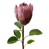 Clayre & Eef | Kunstbloem Paars Groen 10x10x65 cm | 6PL0389PA