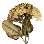 Clayre & Eef | Decoratie tak met bloemen Beige Groen 15x15x47 cm | 6PL0404BE