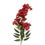 Clayre & Eef | Decoratie tak met bloemen Rood Groen 10x10x72 cm | 5PL0191R Clayre & Eef | Decoratie tak met bloemen Rood Groen 10x10x72 cm | 5PL0191R